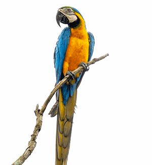 Blue and yellow macaw