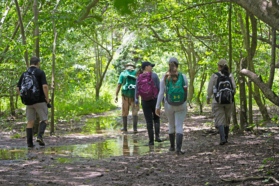Ecotourism walking through the forest