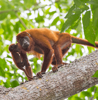 Howler monkey Photo credit SUZI ESZTERHAUS