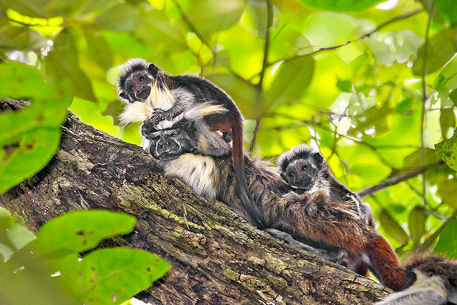 PT Cotton-top tamarin with babies Suzi Eszterhas