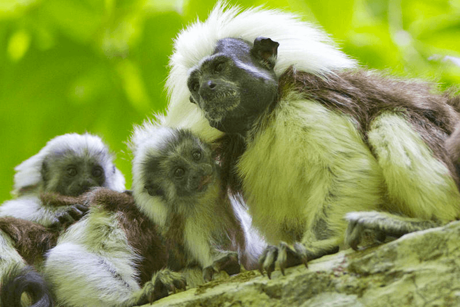 Cotton top tamarin babies