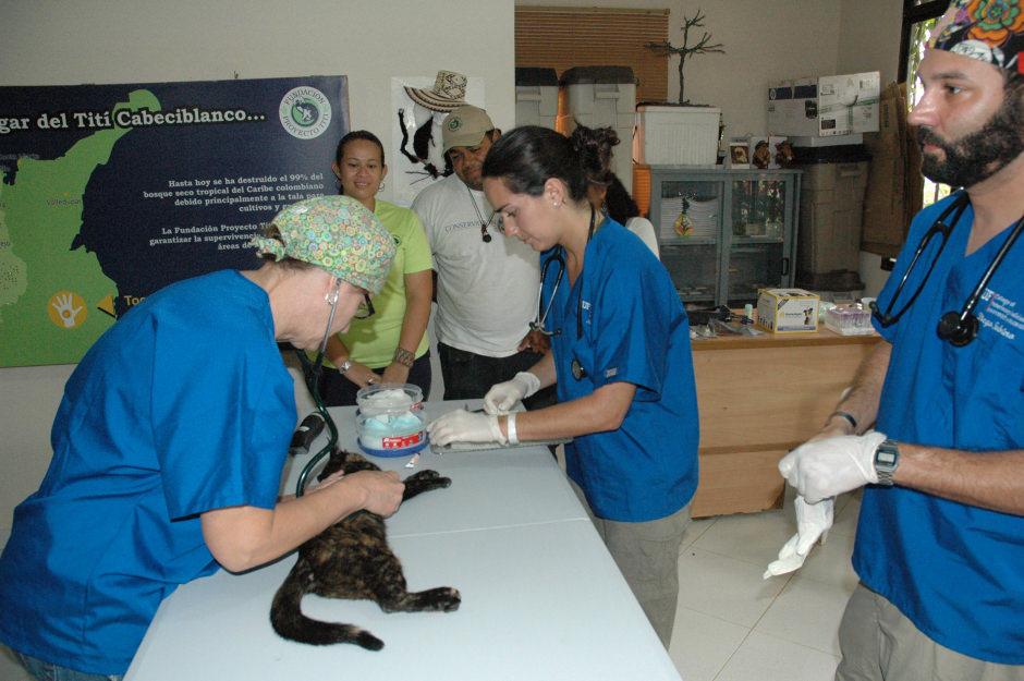 Canines in Colombia Health Initiative