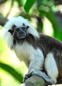 Cotton-top Tamarin