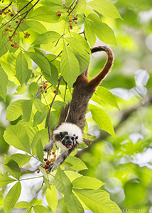 Cotton-top Tamarin Eating Berries