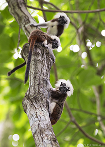 Cotton-top Tamarin Family Group