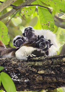 Cotton-top Tamarin and Offspringt