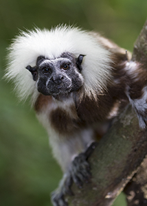 Cotton-top Tamarin