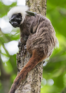 Cotton-top Tamarin with Transmitter