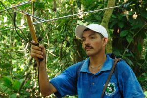 Field Team Member Using VHF Radio Telemetry to Track Wild Cotton-tops