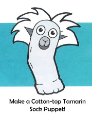 Make a Cotton-top Tamarin Sock Puppet!